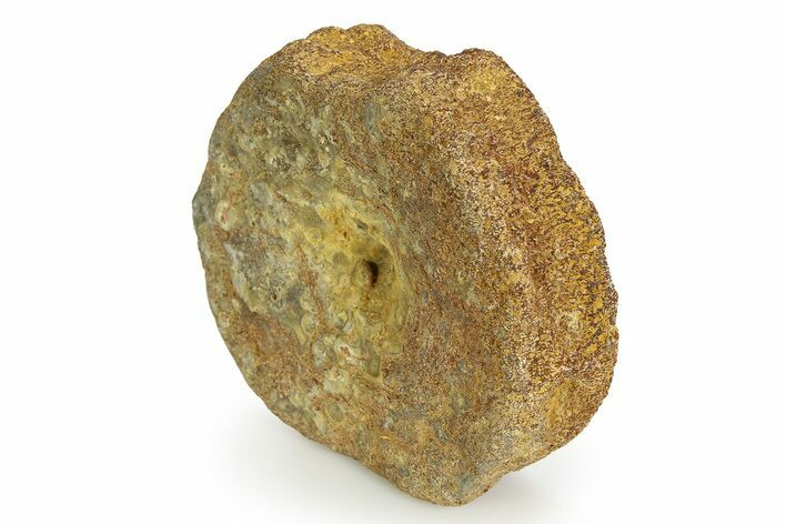 Fossil Ichthyosaur (Brachypterygius) Vertebra - England #351046